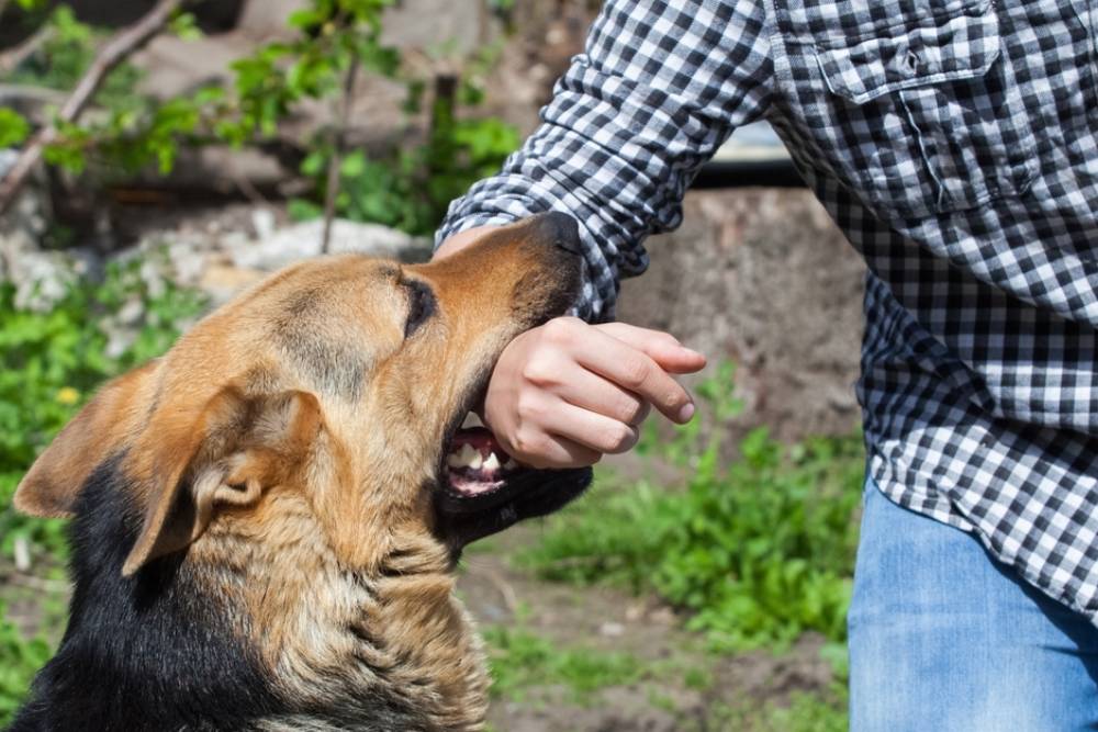 A male German shepherd bites a man by the hand