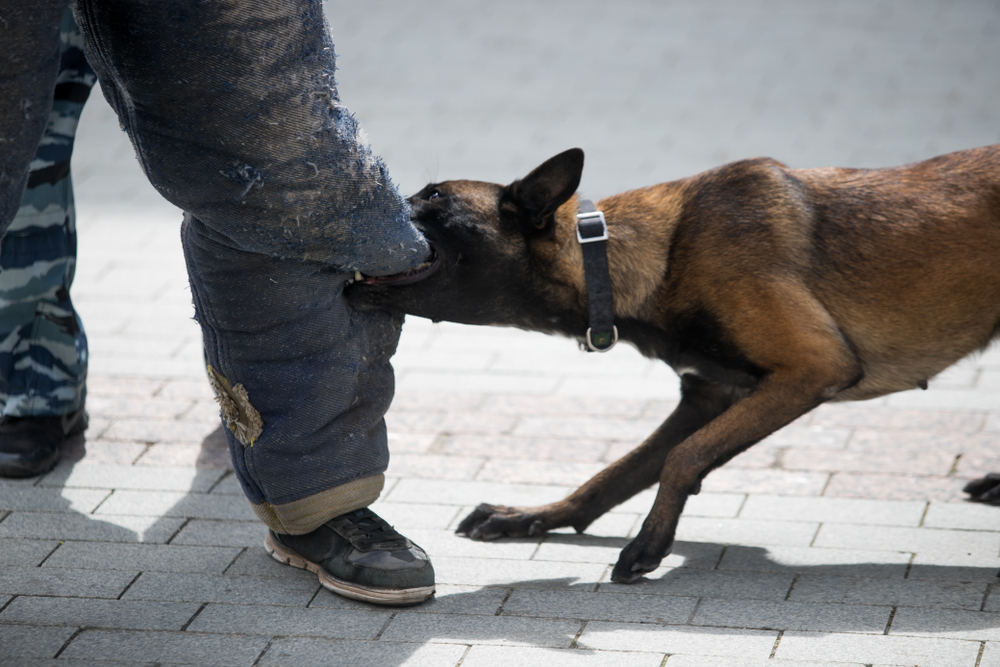 Training a police dog, the moment of the attack on the ground