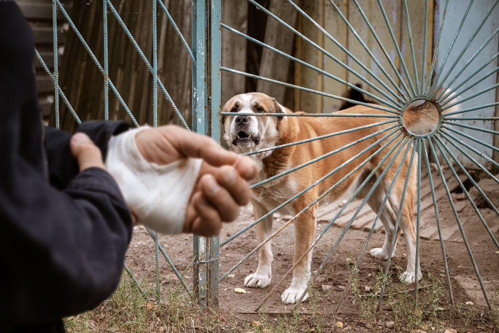 The male dog Alabai bit the man's hand. Bandaged human hand after dog bite